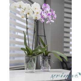 Горщик для орхідеї Orchid 3 л прозорий